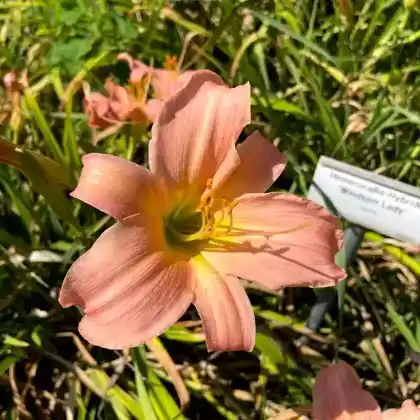 Foto von Taglilie 'Windsam Lady' (Hemerocallis x hybrida 'Windsam Lady')