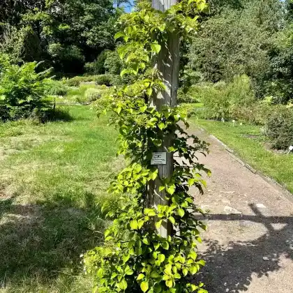 Foto von Hydrangea anomala (Hydrangea anomala)