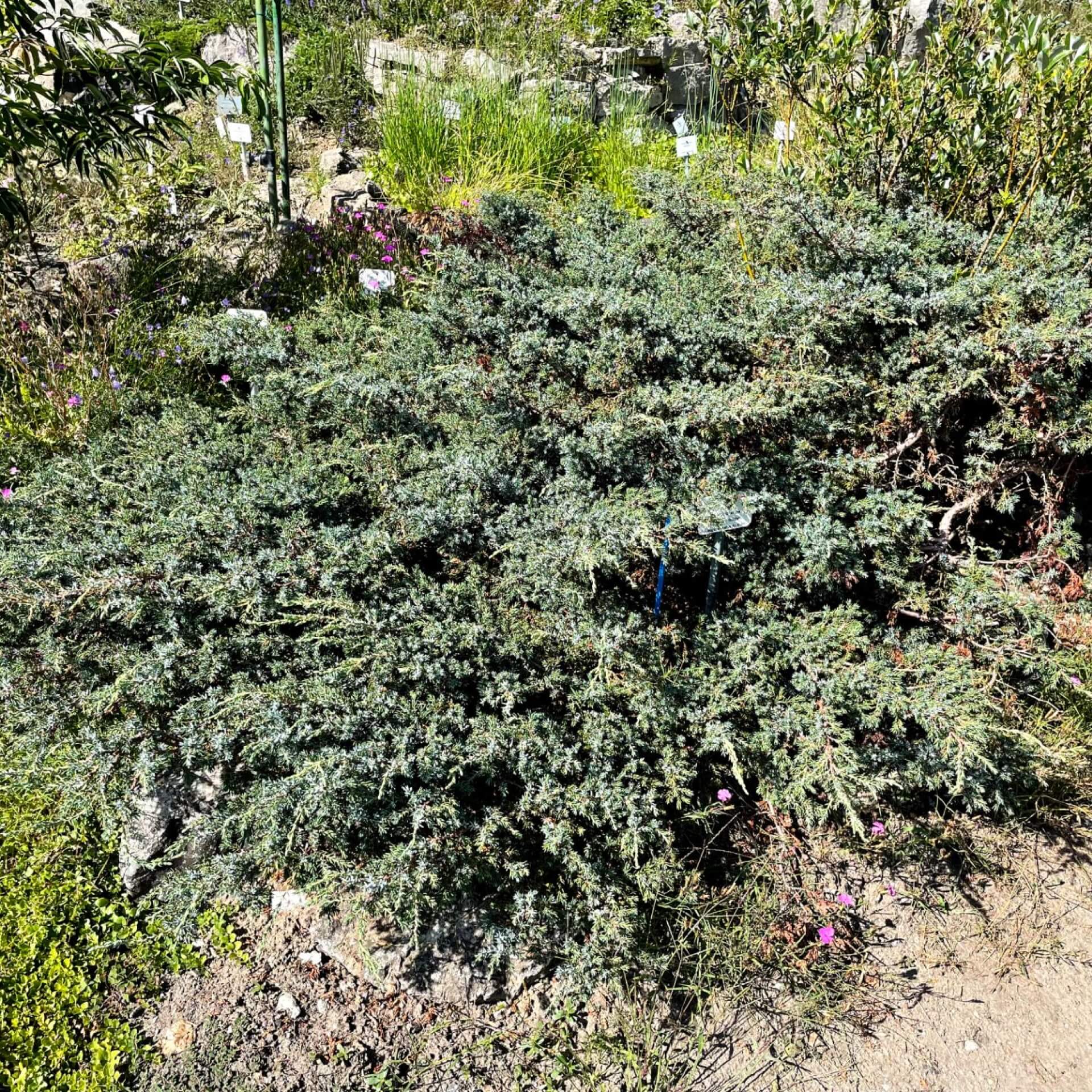 Alpen-Wacholder (Juniperus communis var. saxatilis)