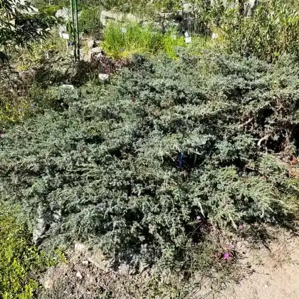 Foto von Alpen-Wacholder (Juniperus communis var. saxatilis)