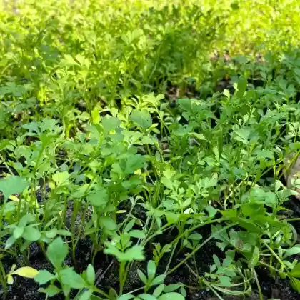 Foto von Gartenkresse (Lepidium sativum)