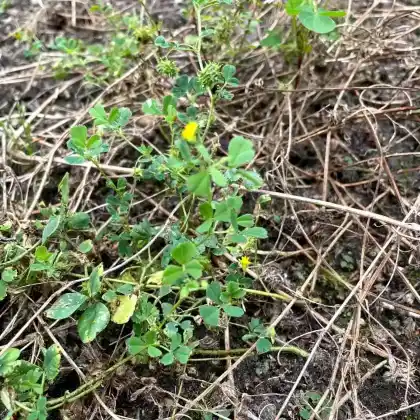 Foto von Gestutzter Schneckenklee (Medicago truncatula)