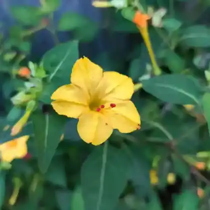 Foto von Wunderblume (Mirabilis jalapa)