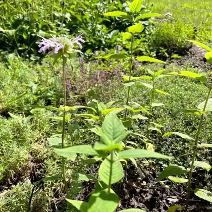 Foto von Zitronen-Monarde (Monarda citriodora)