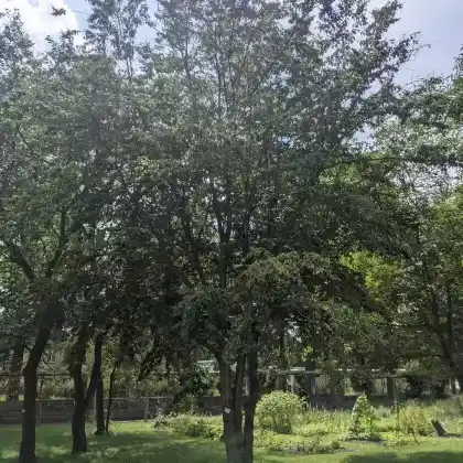 Foto von Zucker-Birke (Betula lenta)