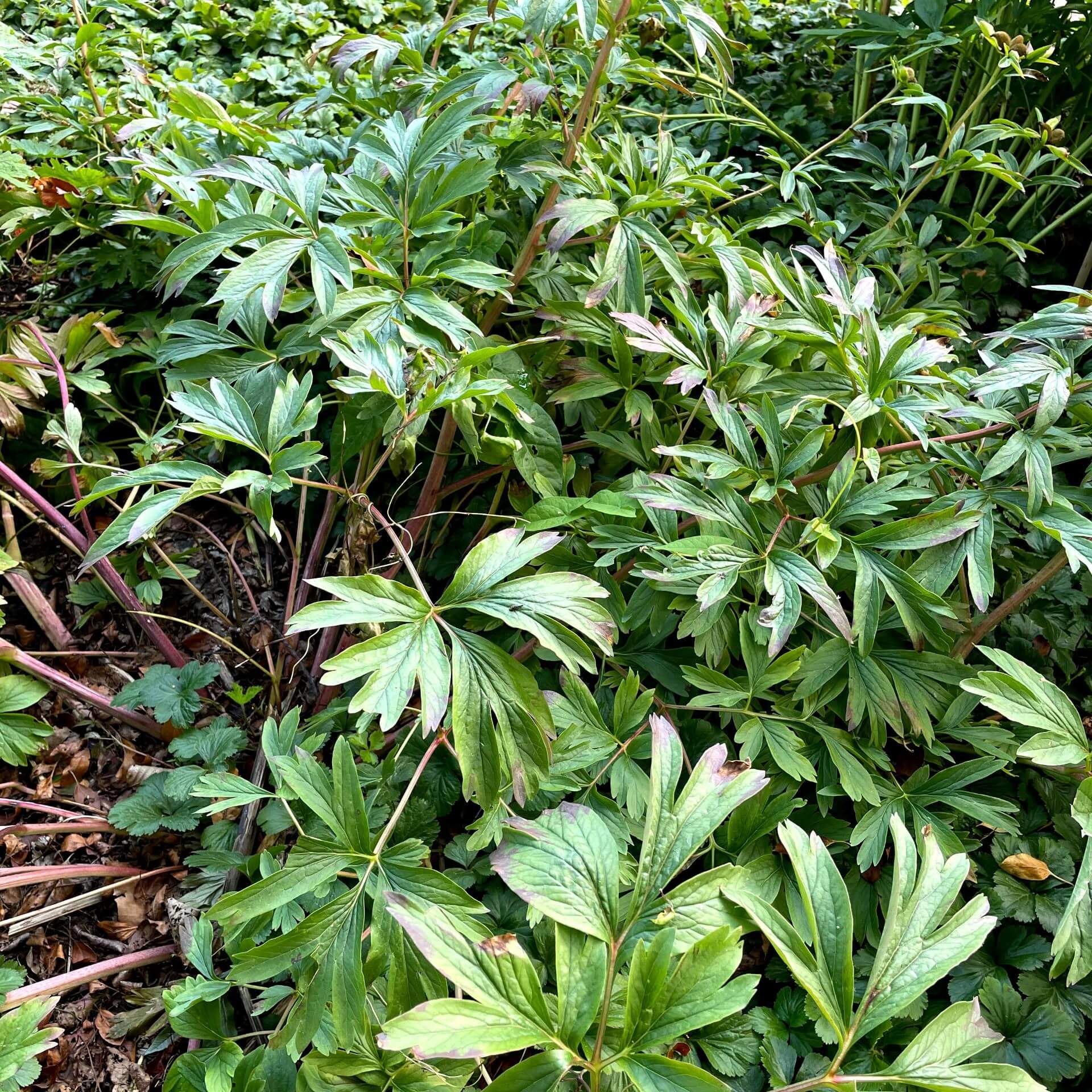 Balkan-Pfingstrose 'Otto Froebel' (Paeonia peregrina 'Otto Froebel')