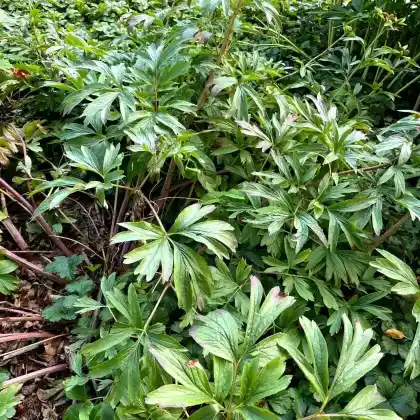 Foto von Balkan-Pfingstrose 'Otto Froebel' (Paeonia peregrina 'Otto Froebel')