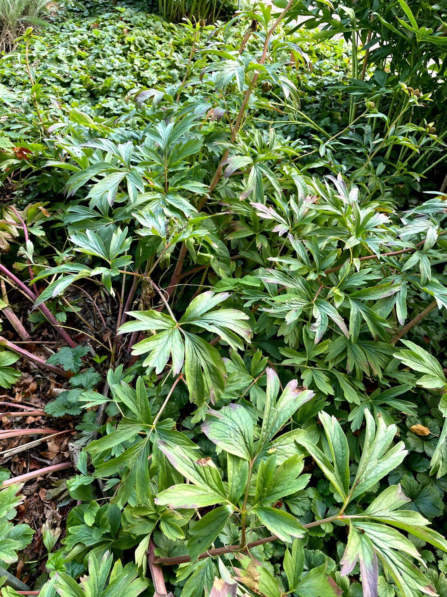BalkanPfingstrose 'Otto Froebel' / Paeonia peregrina 'Otto Froebel'