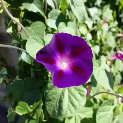 Foto von Purpur-Prunkwinde (Ipomoea purpurea)