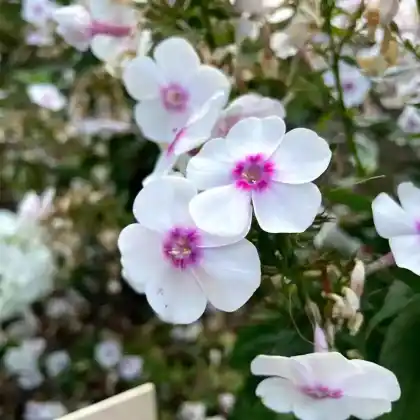 Foto von Hoher Stauden-Phlox 'Euphorion' (Phlox paniculata 'Euphorion')