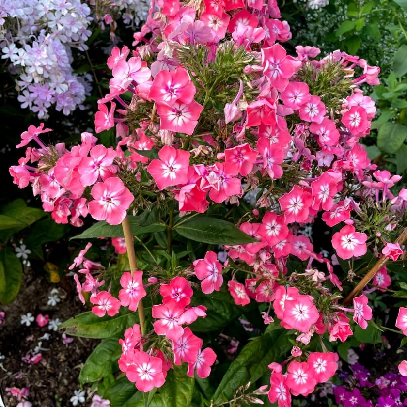 Hoher StaudenPhlox 'Eva Foerster' / Phlox paniculata 'Eva Foerster'