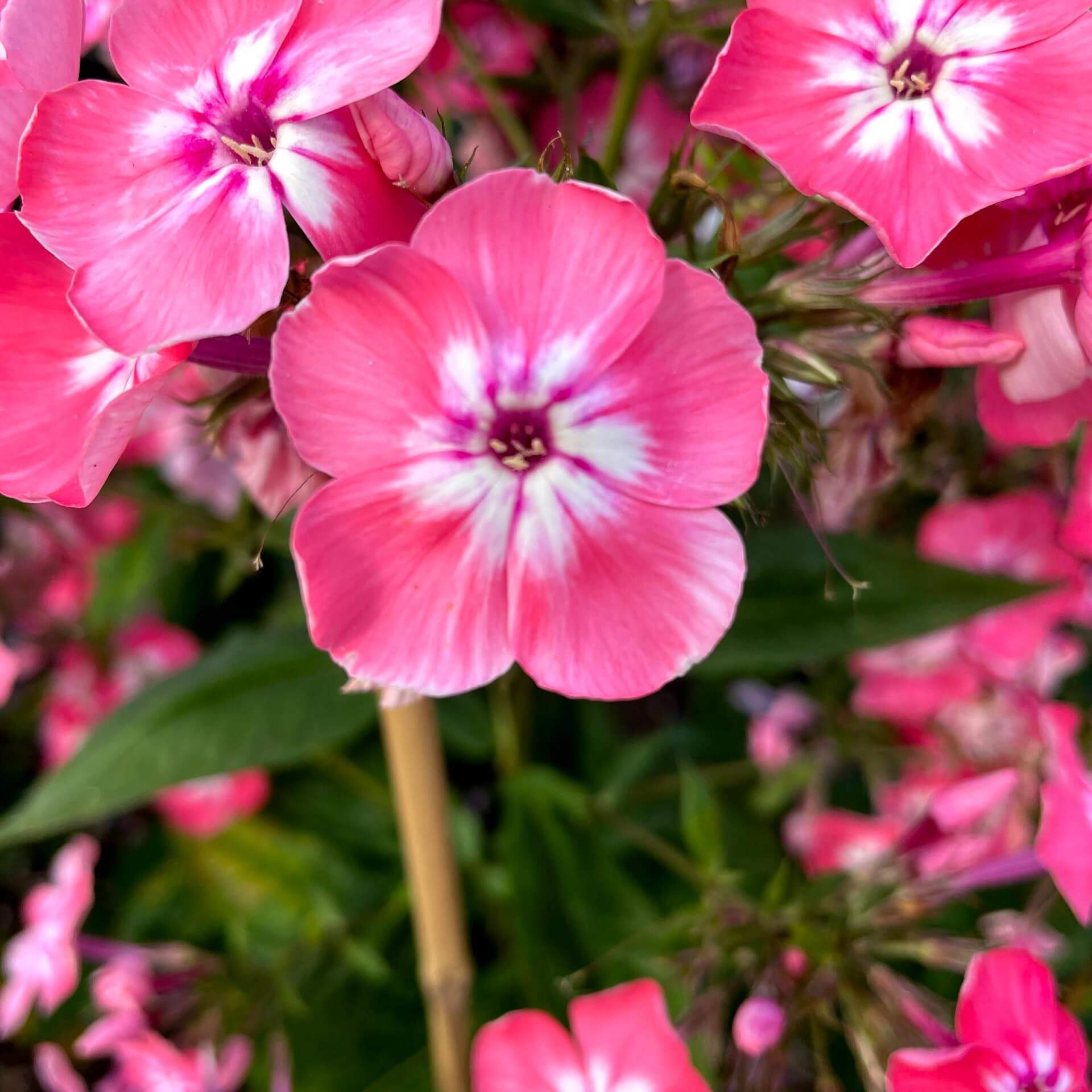 Hoher Stauden-Phlox 'Eva Foerster' (Phlox paniculata 'Eva Foerster')