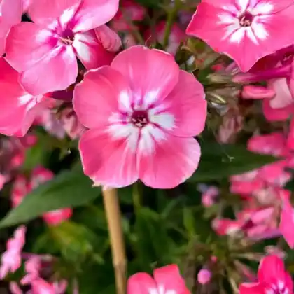 Foto von Hoher Stauden-Phlox 'Eva Foerster' (Phlox paniculata 'Eva Foerster')