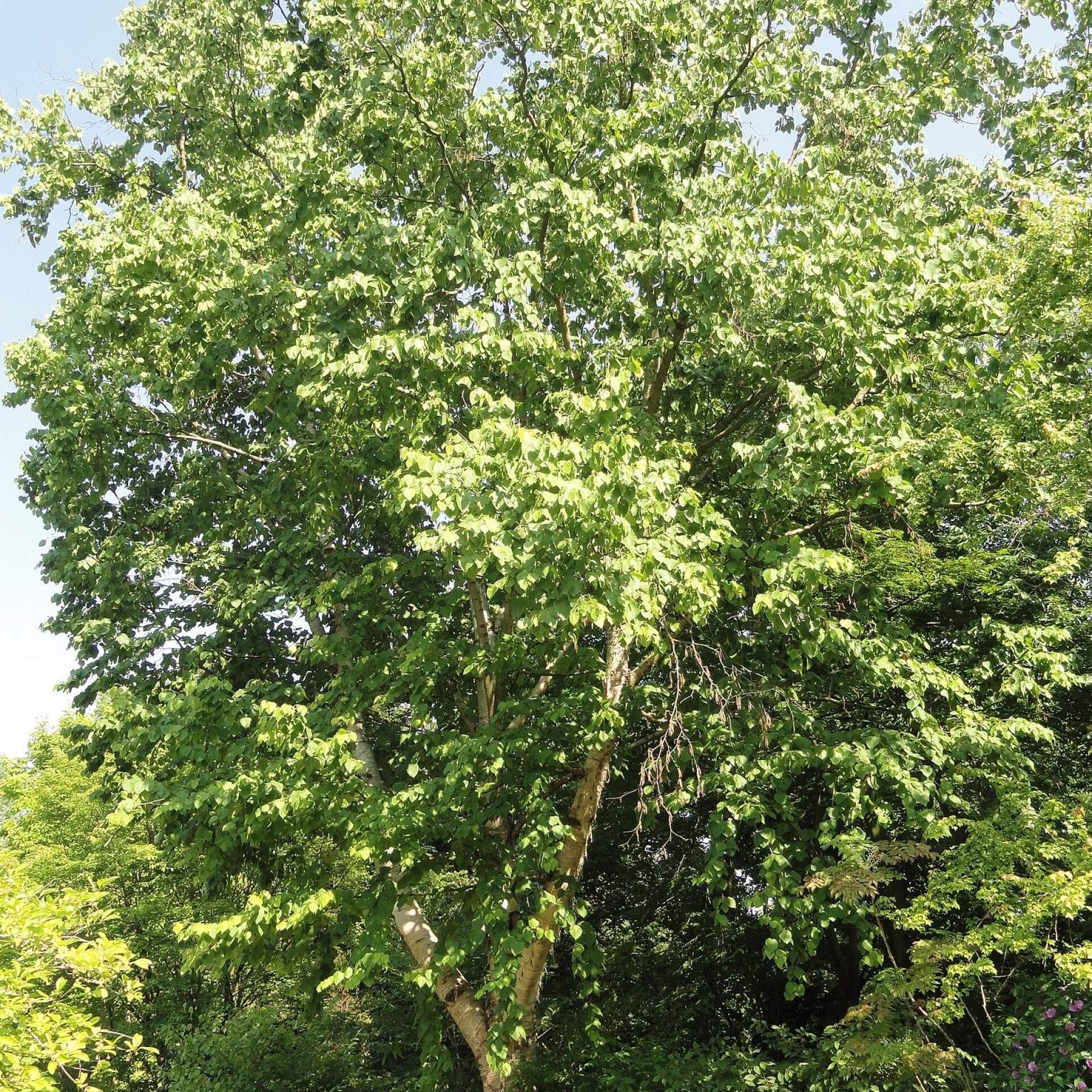 Lindenblättrige Birke (Betula maximowicziana)