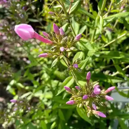 Foto von Hoher Stauden-Phlox 'Furioso' (Phlox paniculata 'Furioso')