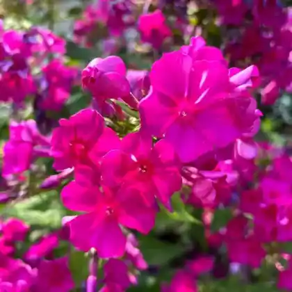 Foto von Hoher Stauden-Phlox 'Karminvorläufer' (Phlox paniculata 'Karminvorläufer')