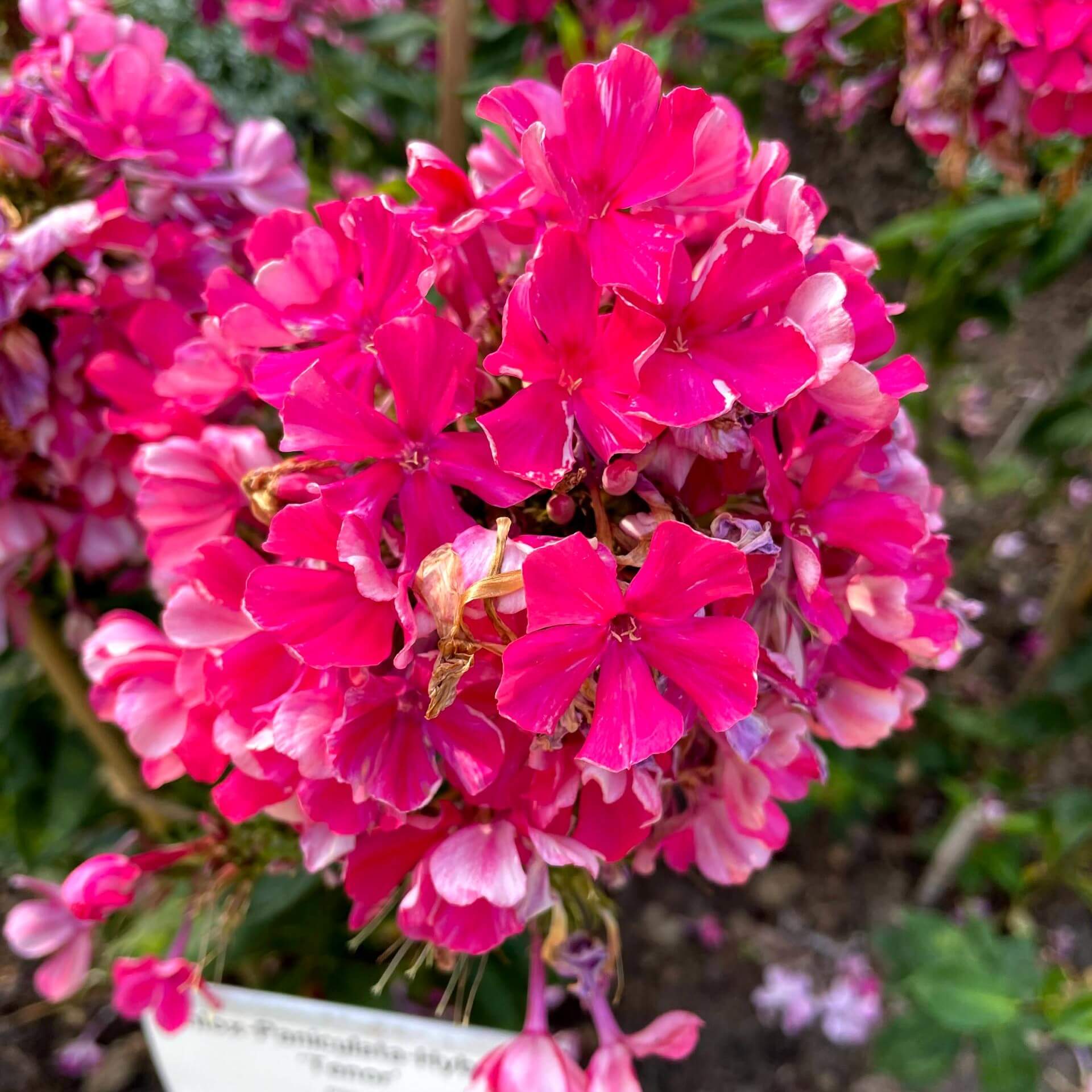 Hoher Stauden-Phlox 'Tenor' (Phlox paniculata 'Tenor')