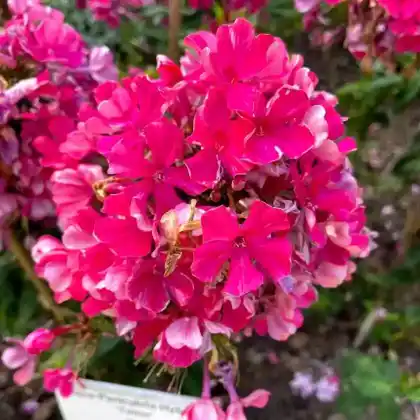 Foto von Hoher Stauden-Phlox 'Tenor' (Phlox paniculata 'Tenor')
