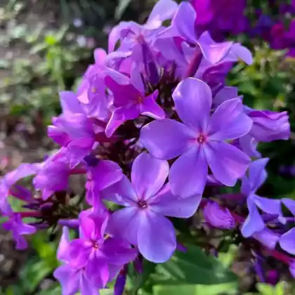 Foto von Hoher Stauden-Phlox 'Flammenkuppel' (Phlox paniculata 'Flammenkuppel')