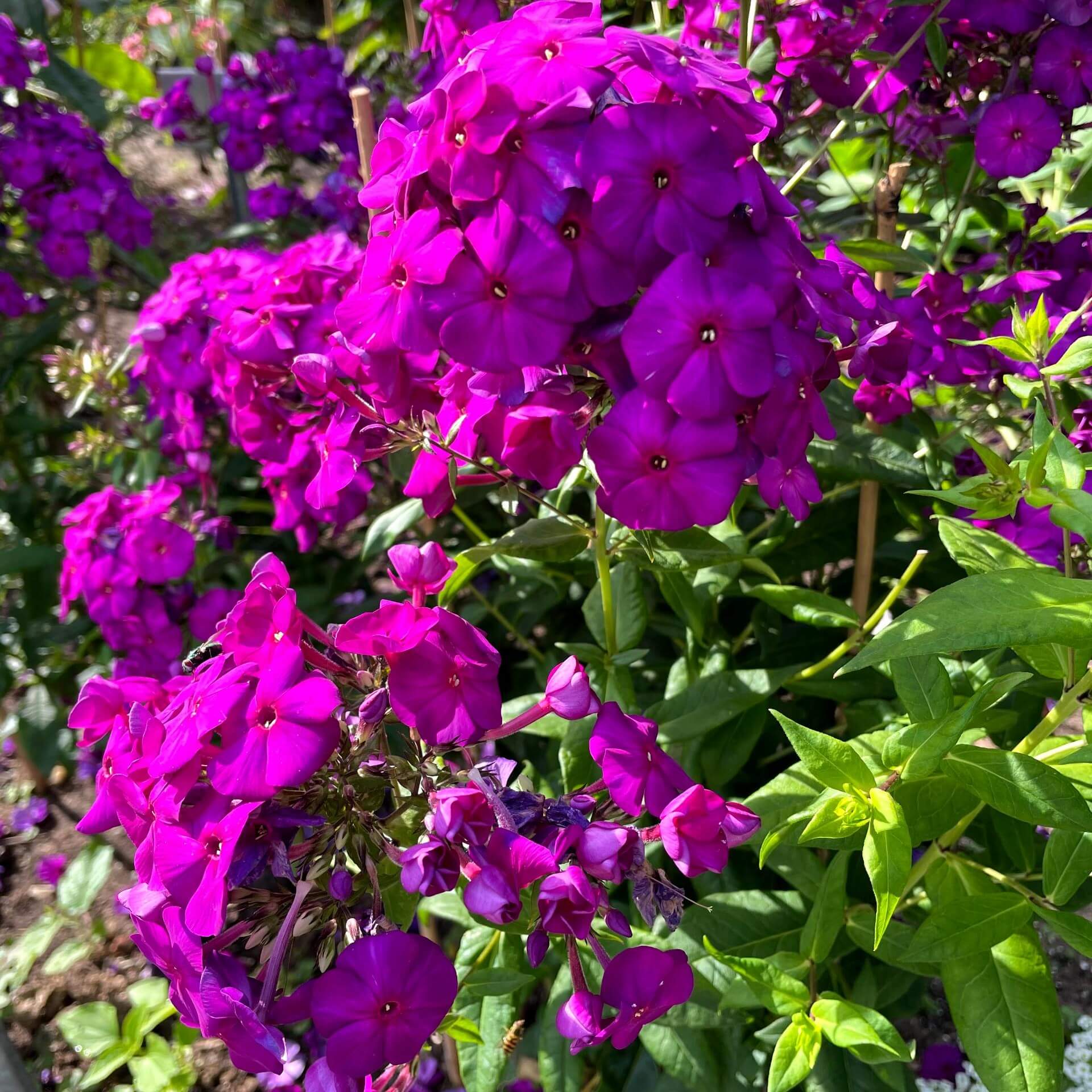 Hoher Stauden-Phlox 'Fliederball' (Phlox paniculata 'Fliederball')