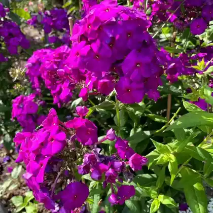Foto von Hoher Stauden-Phlox 'Fliederball' (Phlox paniculata 'Fliederball')