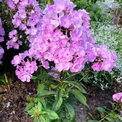 Foto von Hoher Stauden-Phlox 'Silberlachs' (Phlox paniculata 'Silberlachs')