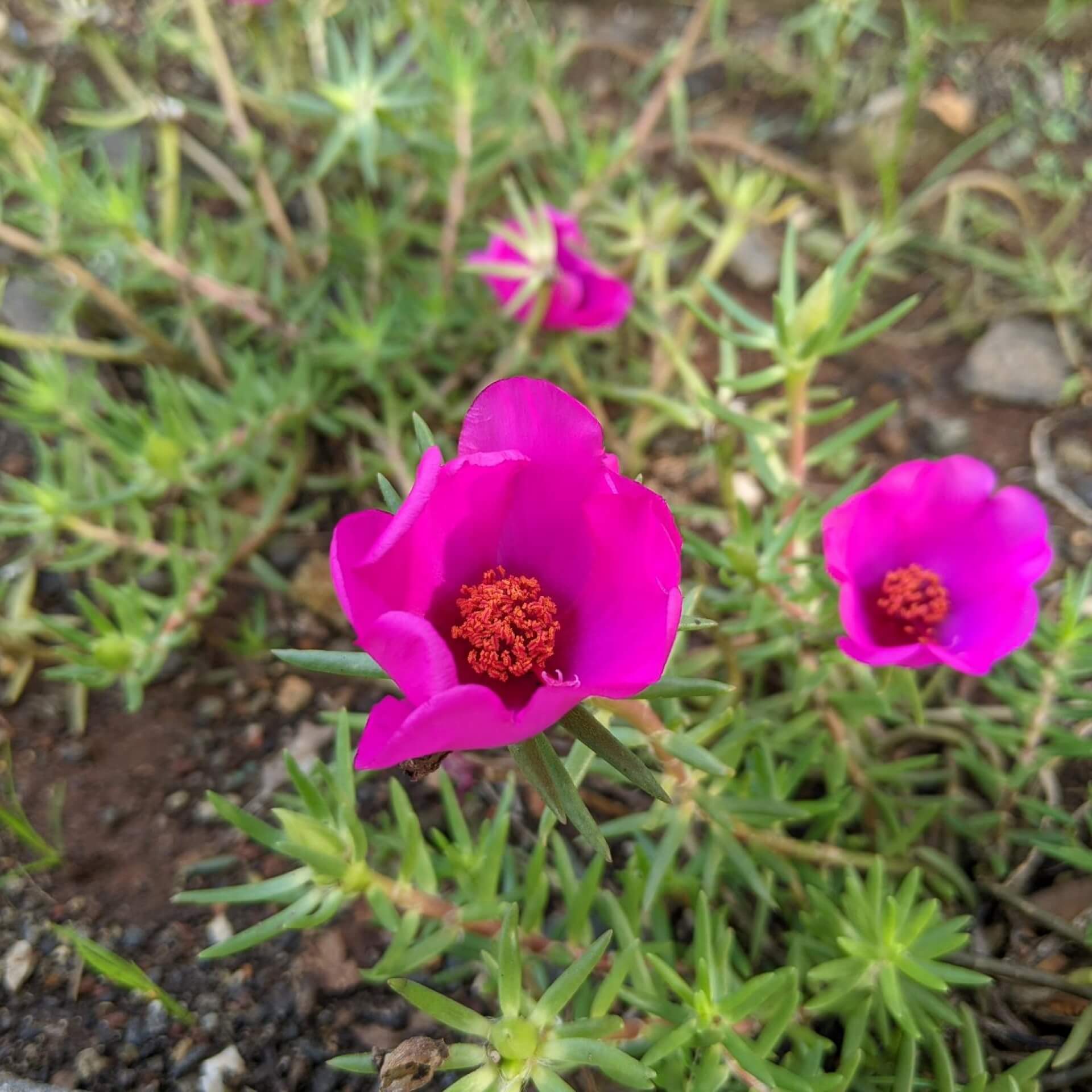 Portulakröschen (Portulaca grandiflora)