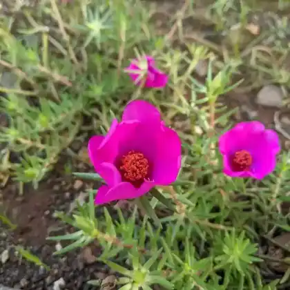 Foto von Portulakröschen (Portulaca grandiflora)