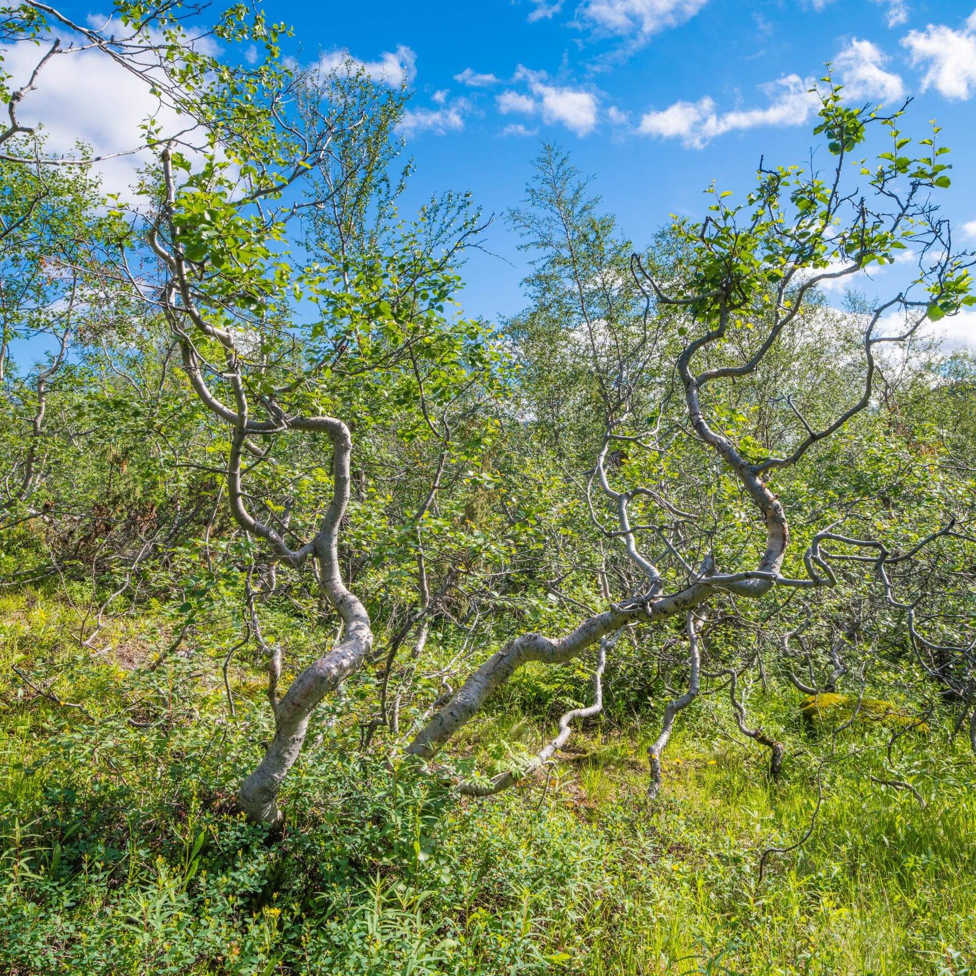 Zwerg-Birke (Betula nana)