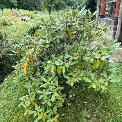 Foto von Augustines Rhododendron (Rhododendron augustinii)