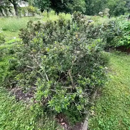 Foto von Rhododendron micranthum (Rhododendron micranthum)