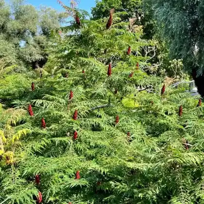 Foto von Farnwedel-Essigbaum 'Dissecta' (Rhus typhina 'Dissecta')