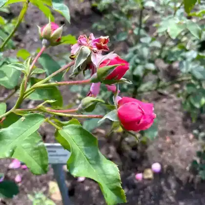 Foto von Beetrose 'Märchenland' (Rosa 'Märchenland')