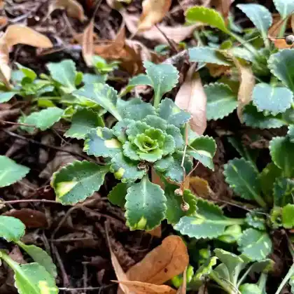 Foto von Porzellanblümchen 'Aureopunctata' (Saxifraga x urbium 'Aureopunctata')