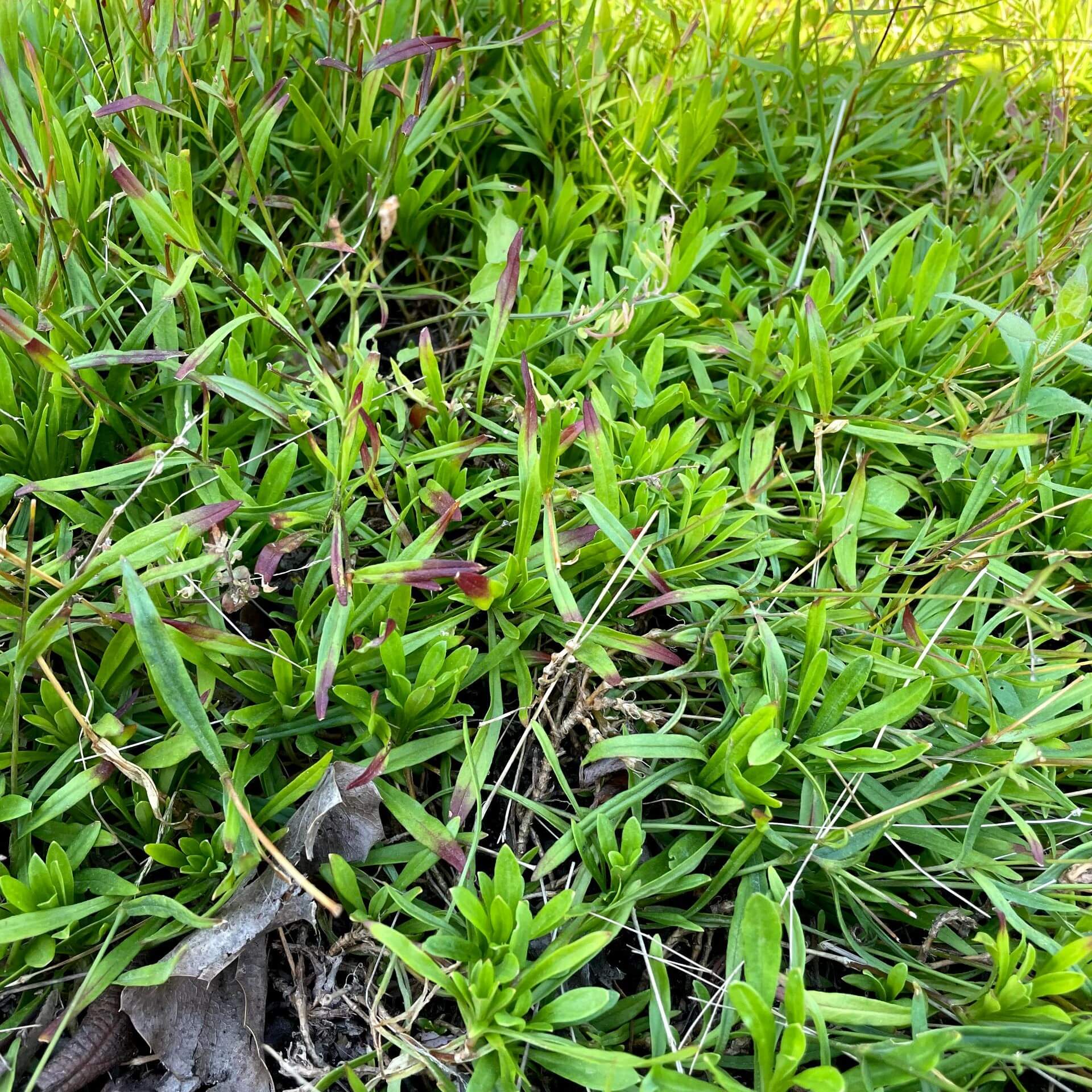 Gefülltblühendes Leimkraut 'Heidi' (Silene alpestris 'Heidi')