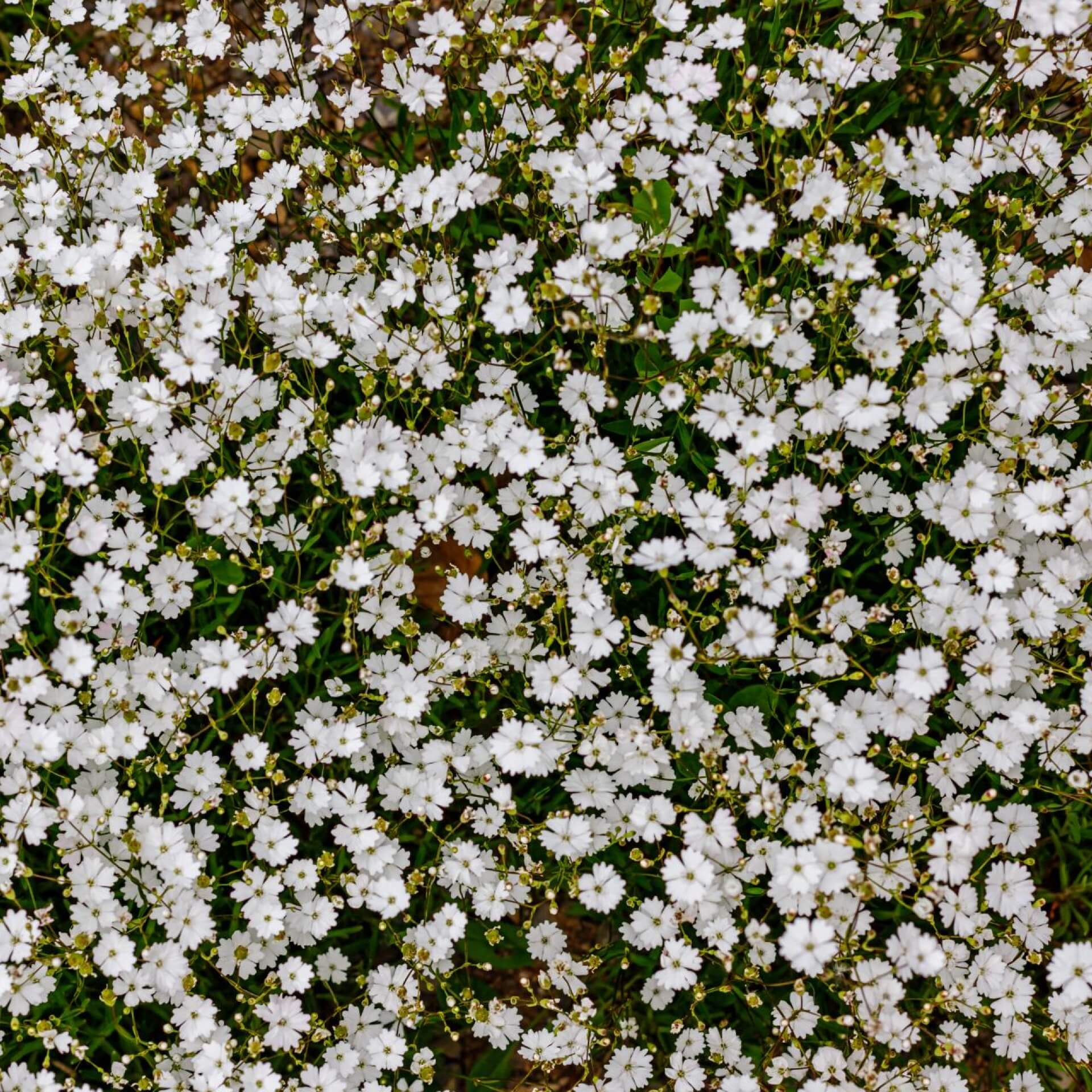 Alpen-Leimkraut 'Starry Dreams' (Silene alpestris 'Starry Dreams')