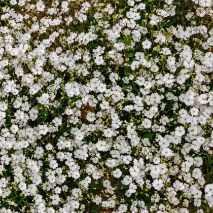 Foto von Alpen-Leimkraut 'Starry Dreams' (Silene alpestris 'Starry Dreams')