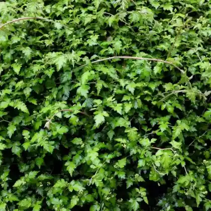 Foto von Niedrige Kranzspiere 'Crispa' (Stephanandra incisa 'Crispa')