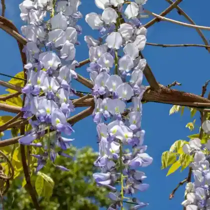 Foto von Blauregen 'Blue Dream' (Wisteria floribunda 'Blue Dream')