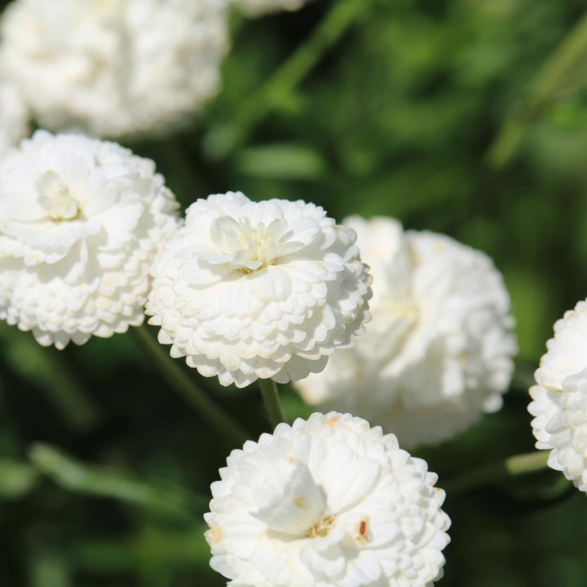 Bertrams-Garbe 'The Pearl' (Achillea ptarmica 'The Pearl')