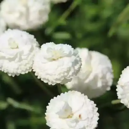 Foto von Bertrams-Garbe 'The Pearl' (Achillea ptarmica 'The Pearl')