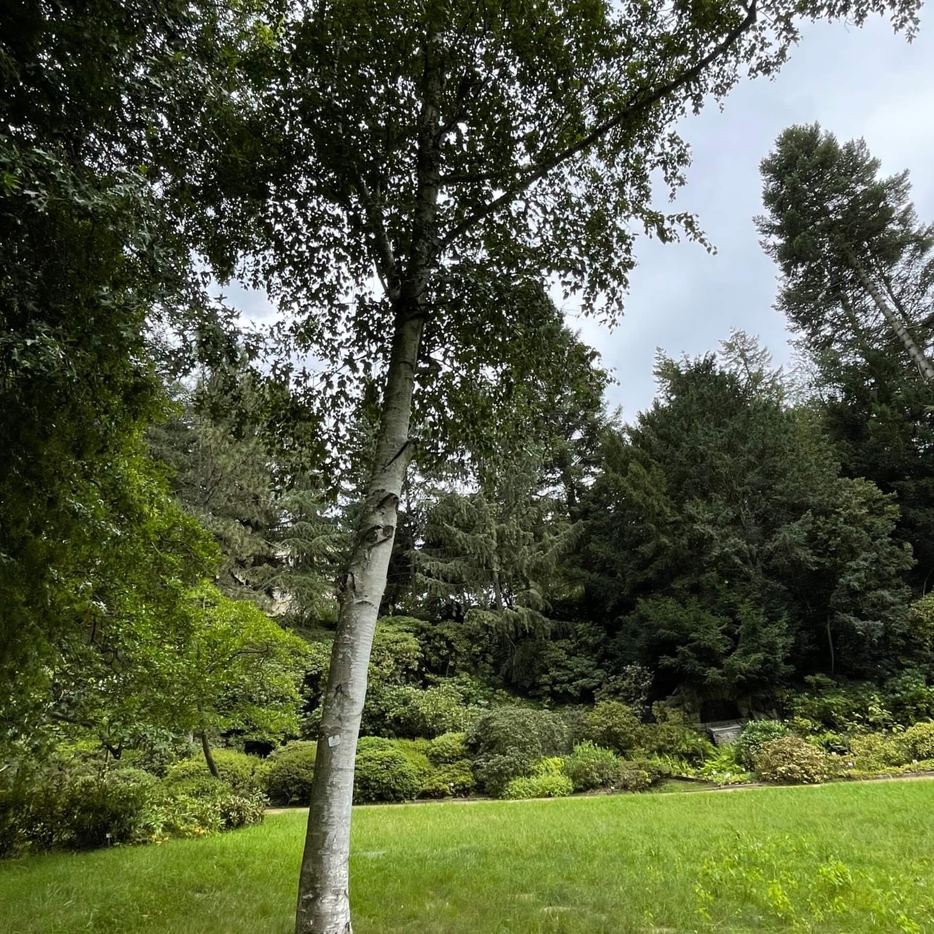 Papier-Birke (Betula papyrifera)