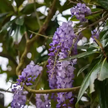 Foto von Blauregen 'Black Dragon' (Wisteria floribunda 'Black Dragon')