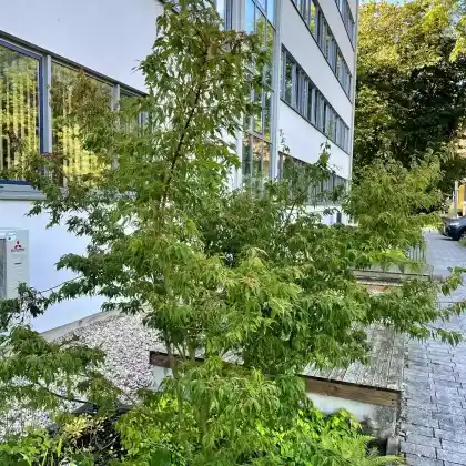 Foto von Fächerahorn 'Hibari' (Acer palmatum 'Hibari')