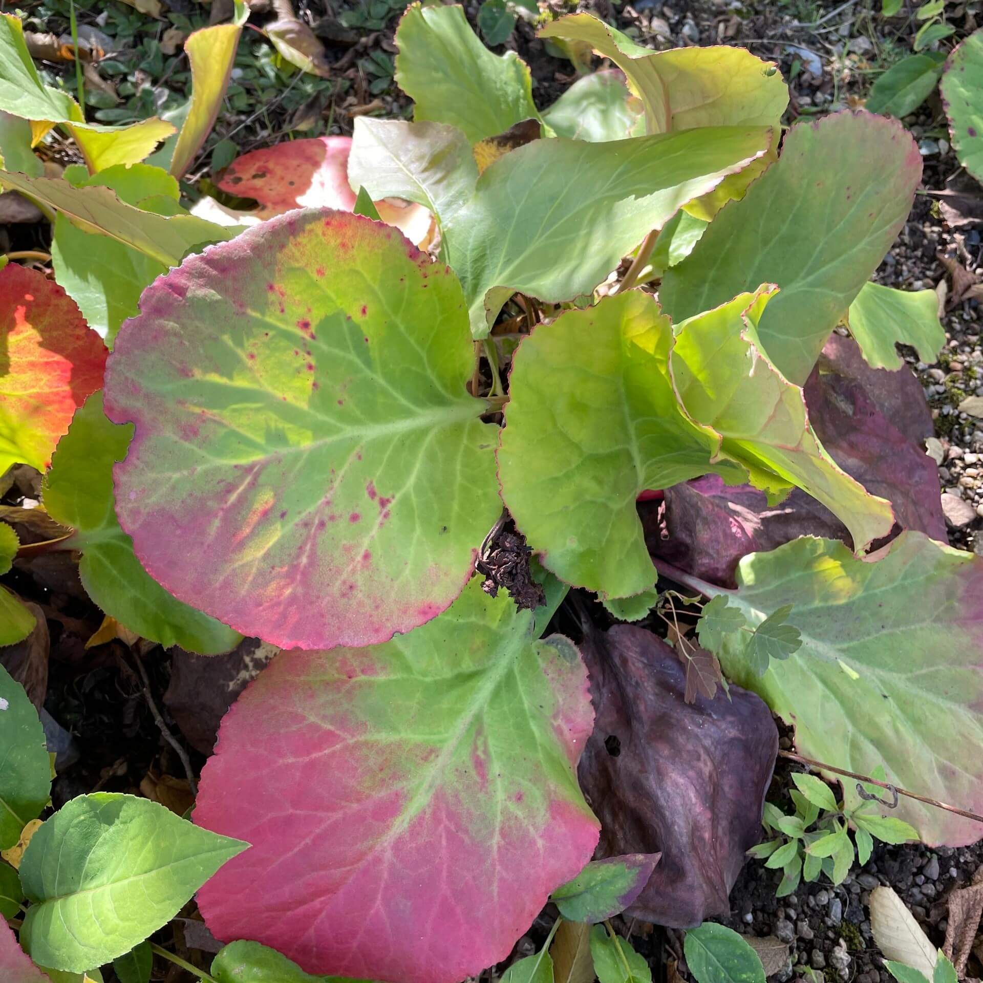 Bergenie 'Schneekuppe' (Bergenia Hybride 'Schneekuppe')