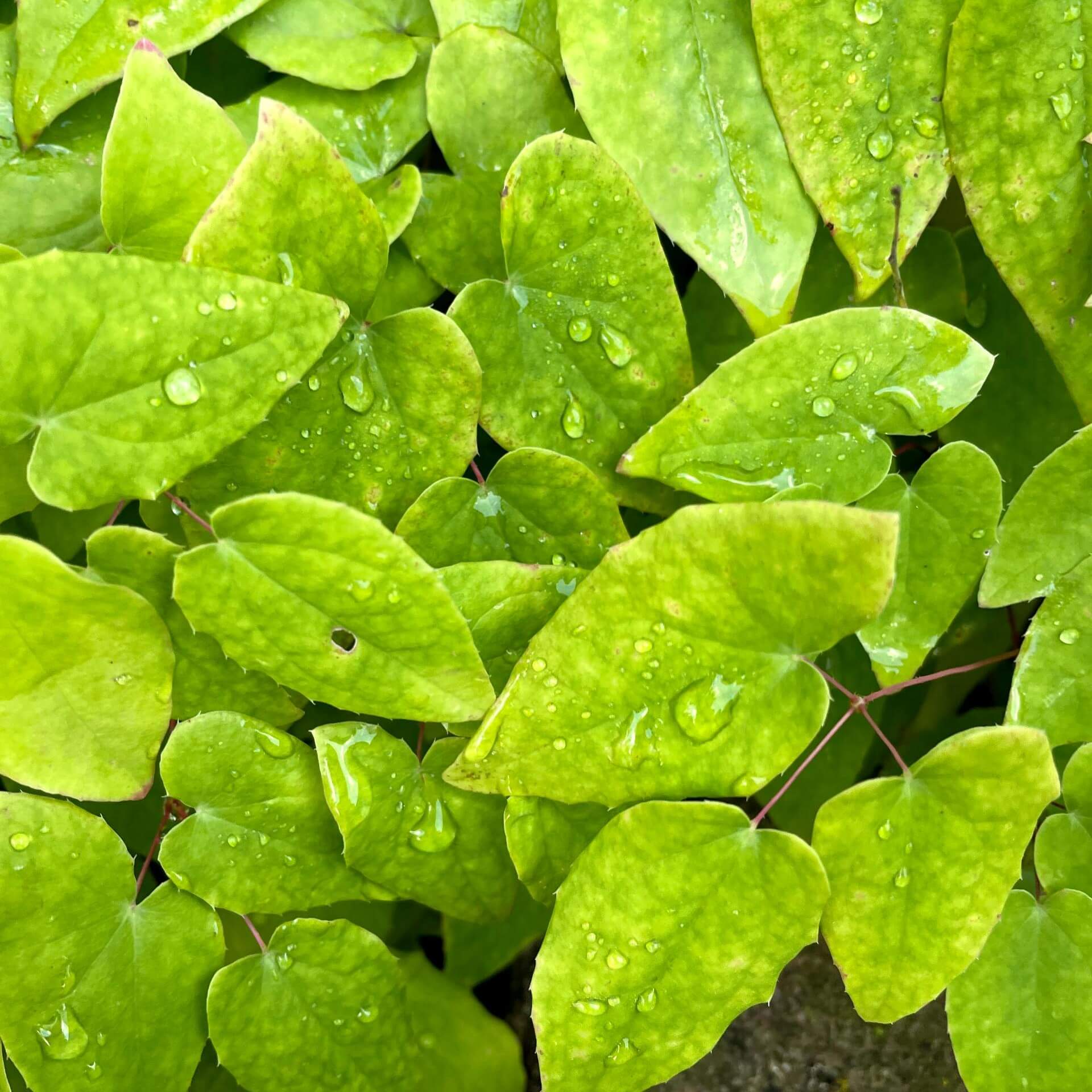 Großblütige Elfenblume 'Akebono' (Epimedium grandiflorum 'Akebono')