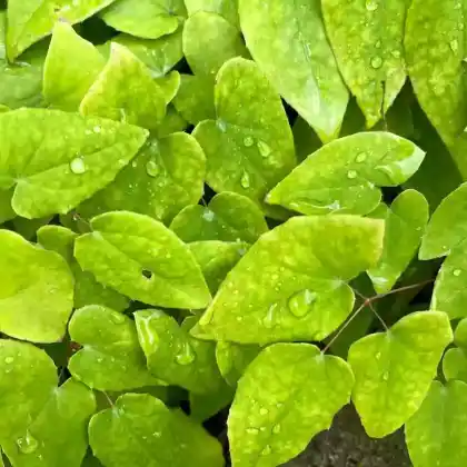 Foto von Großblütige Elfenblume 'Akebono' (Epimedium grandiflorum 'Akebono')