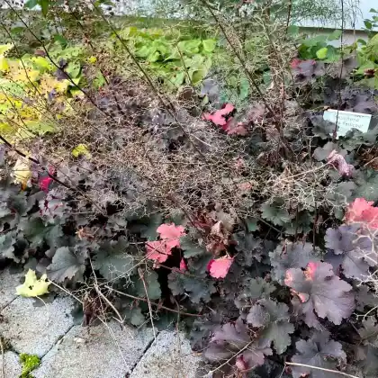 Foto von Purpurglöckchen 'Purple Petticoats' (Heuchera Hybride 'Purple Petticoats')