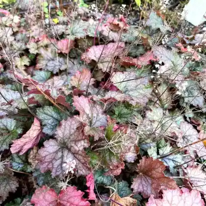 Foto von Purpurglökchen 'Cracked Ice' (Heucherella 'Cracked Ice')