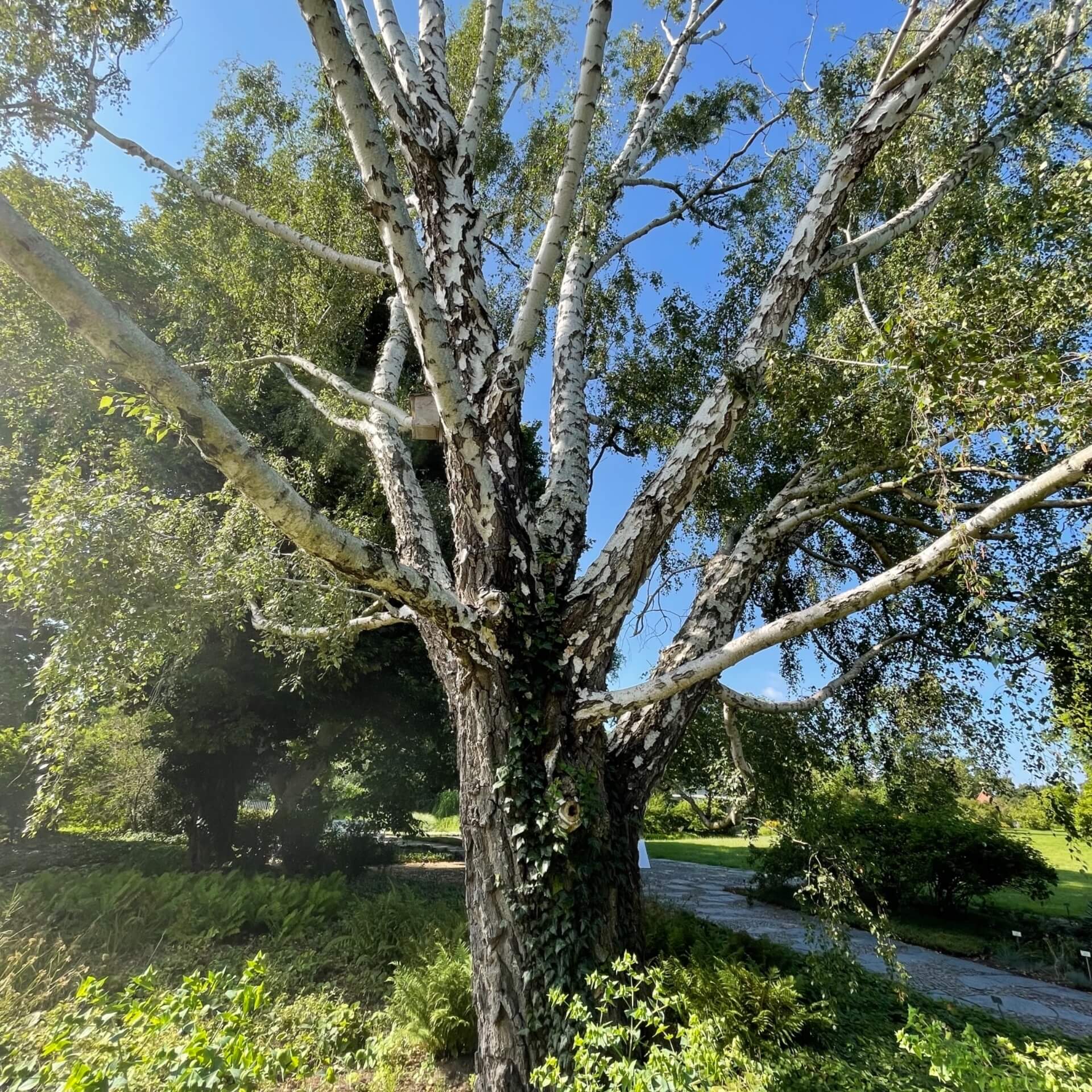 Gemeine Birke (Betula pendula)